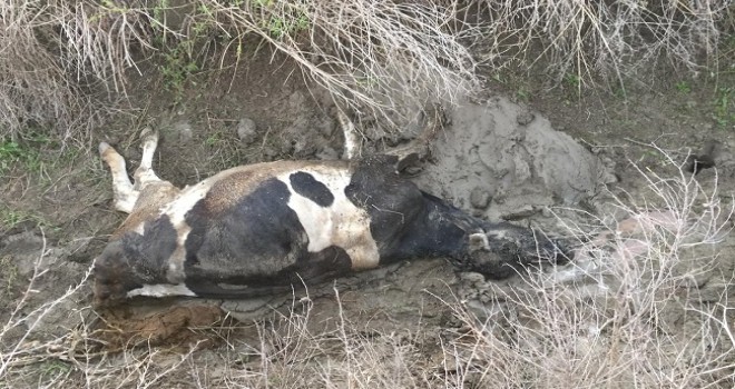 Tarsus'ta sulama kanalına düşen inek telef oldu