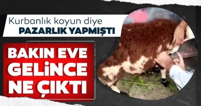 Koyun Diye Aldı! Eve Gelince Bakın Ne Çıktı
