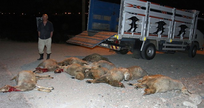 Kamyonetin Çarptığı 16 Koyun Telef Oldu