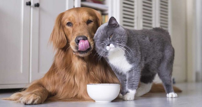 Evcil Hayvan Bakımı İçin Aradığınız Her Şey