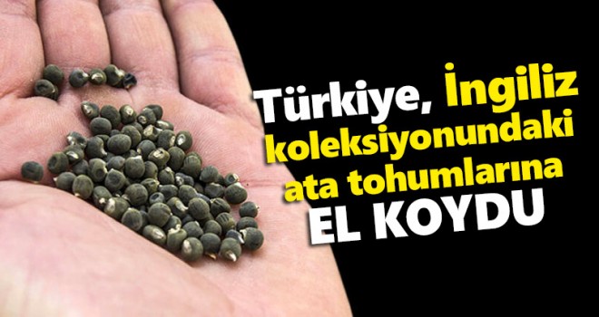 The Times gazetesi duyurdu: Türkiye, İngiliz koleksiyonundaki ata tohumlarına el koydu