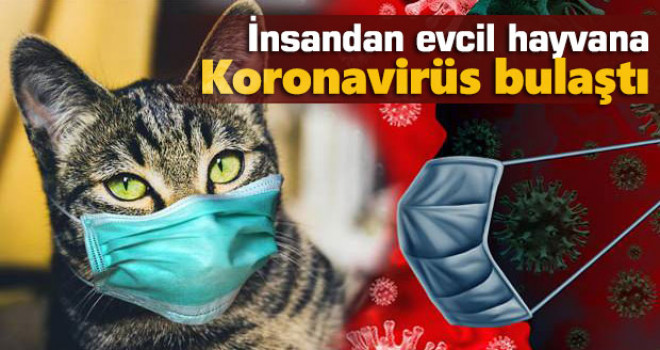 İlk kez insandan evcil hayvana koronavirüs bulaştı