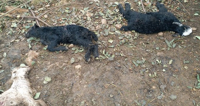 Adana'da sokak köpekleri ağıldaki 11 oğlağı telef etti