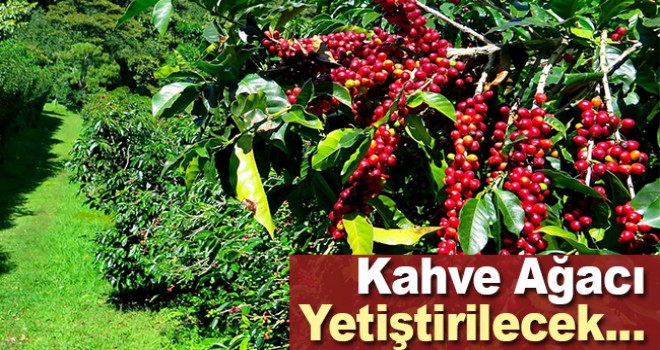 Antalya'da kahve ağacı yetiştirilecek