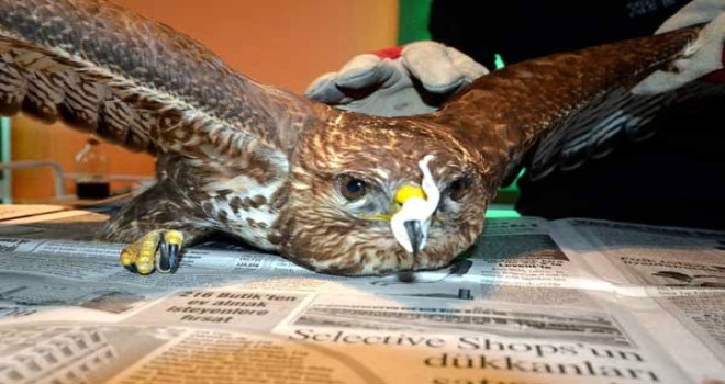 Yaralı atmaca tedavi altına alındı