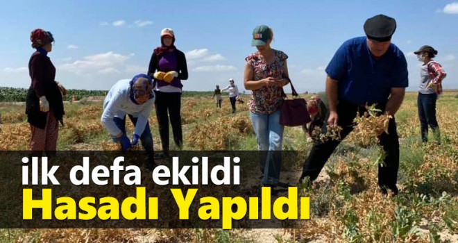 Karaman'da ilk defa ekildi, hasadı yapıldı!