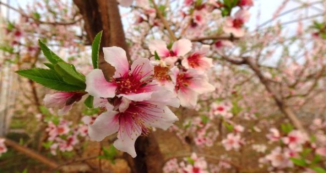 Erkenci Nektarinler Çiçek Açtı