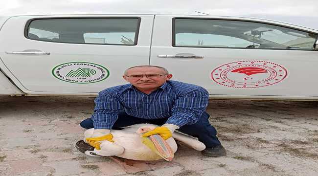 Elektrik tellerine çarpıp yaralanan pelikan tedavi altına alındı