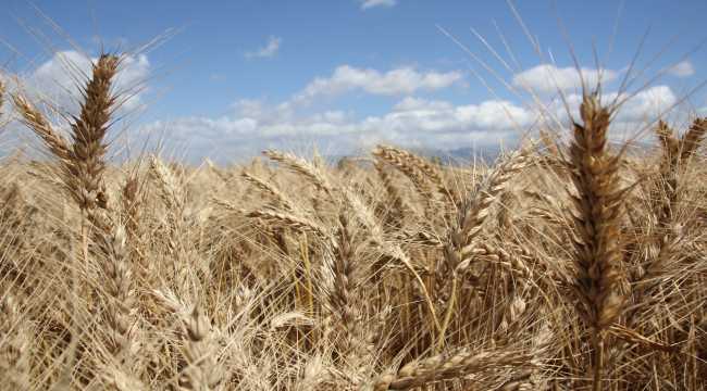 Antalya'da sezonun ilk buğday hasadına başlandı