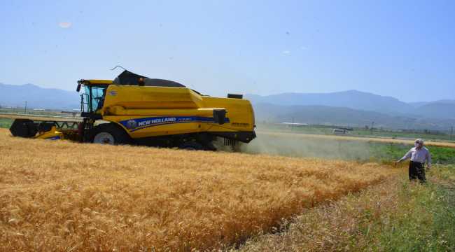 Arsuz'da belediye arazisine ekilen buğdayda ilk hasat yapıldı