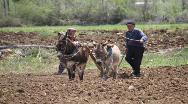 Asırlardır ata tohumlarıyla şeker fasulyesi üretiyorlar