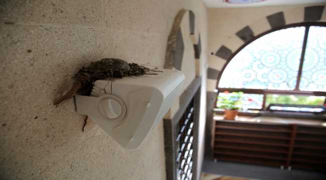 Camiye yuva yapan kumru ve yavrularına imam 