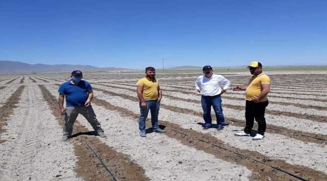 Karapınar'da rüzgar ve soğuktan zarar gören alanlarda inceleme yapıldı