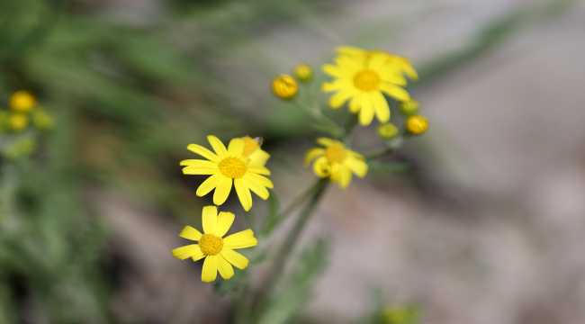 Kırlangıç Vadisi bitki örtüsüyle büyülüyor