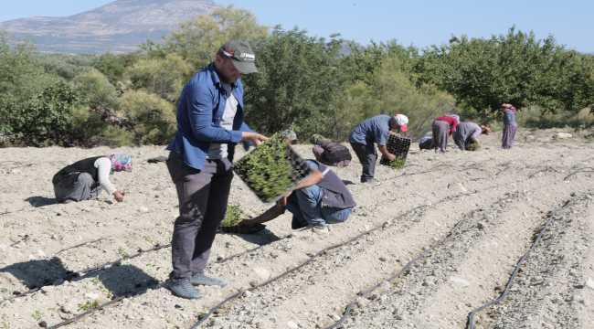 Mut’ta 20 bin şeker otu fidesi toprakla buluştu

