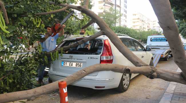 Adana'da park halindeki otomobilin üzerine ağaç devrildi