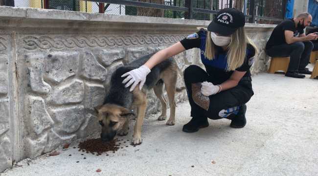 Adana'da polis sokak hayvanları için mama bıraktı
