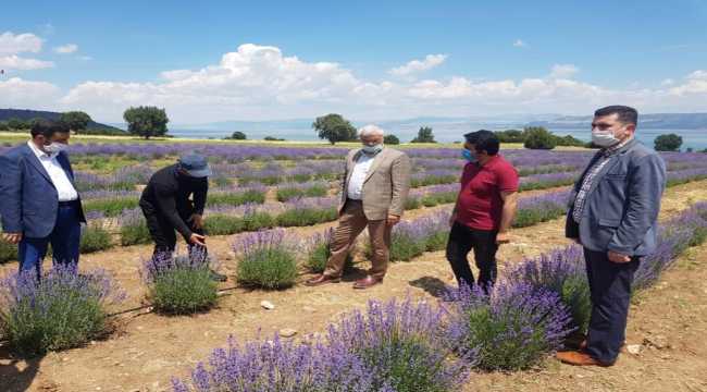 AK Parti Burdur Milletvekili Özçelik, turistleri lavanta bahçelerine davet etti