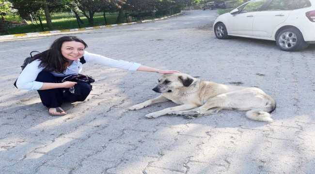 AK Parti'li kadınlardan sokak hayvanları için yardım çağrısı