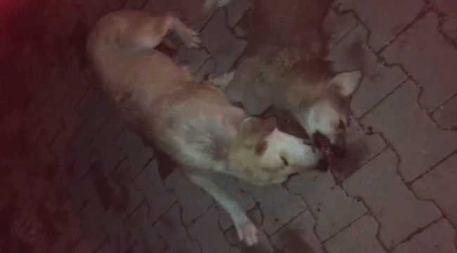 Anne köpek, biri yaralı diğeri ölü iki yavrusunun başından ayrılmadı