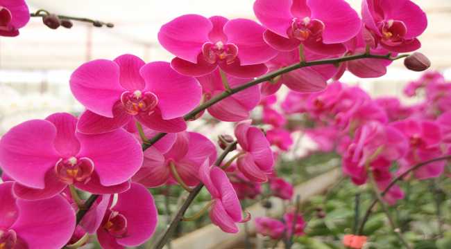 Antalya'da serada yetiştirilen rengarenk orkideler sahiplerini bekliyor 