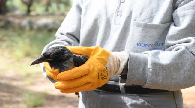 Antalya'da yaralı bulunan karga tedavi altına alındı