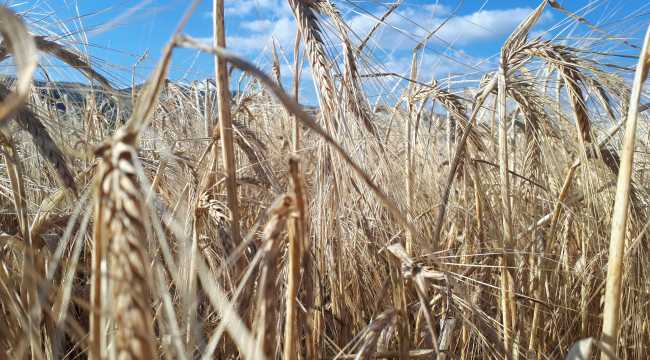 Arpa hasadı başladı
