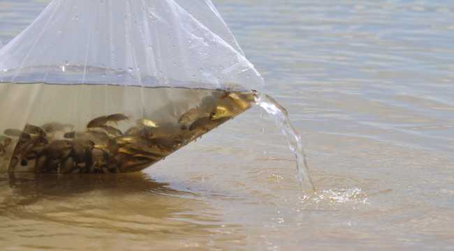 Burdur'da sulama göletine 10 bin pullu sazan bırakıldı 