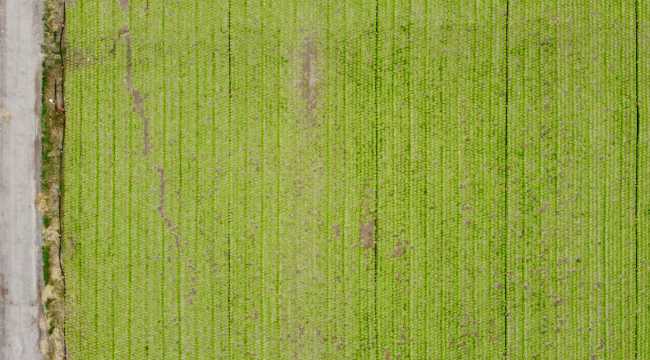 Eskişehir'de dolunun vurduğu tarım arazilerinde hasar tespiti sürüyor