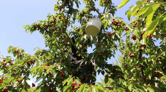 Güneyyurt'ta kiraz hasadı devam ediyor