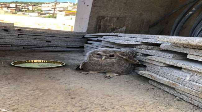 Hatay'da yaralı baykuş tedaviye alındı