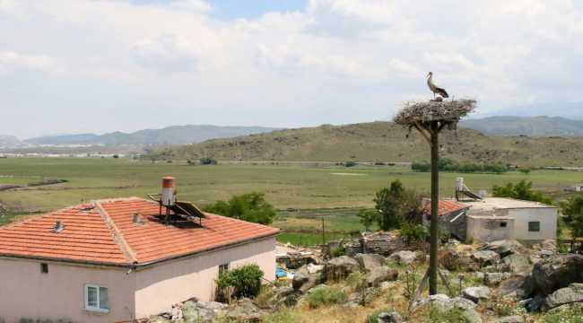 Hürmetçi sazlığının misafirleri leylekler güzel görüntüler oluşturdu