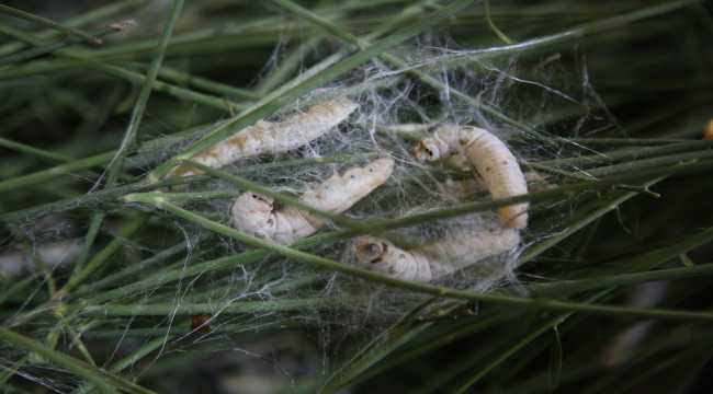 İpek böceğine zarar vermeden kumaş ürettiler 