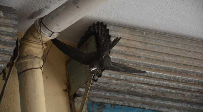 Kepenge sıkışan ebabili itfaiye kurtardı