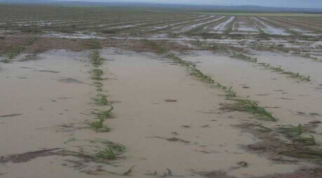 Karapınar'da etkili olan dolu yağışı, ekili alanlarda zarara yol açtı