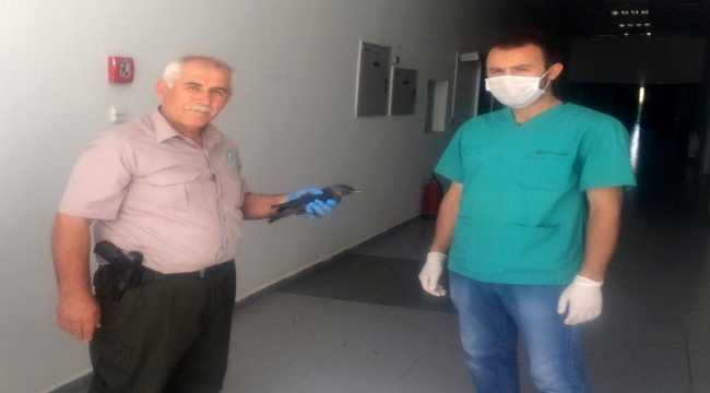 Kayseri'de karga yavrusu ve yaralı şahin korumaya alındı