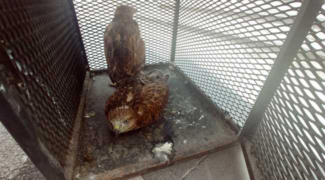 Kayseri'de yaralı halde bulunan 2 kızıl şahin tedavi altına alındı 