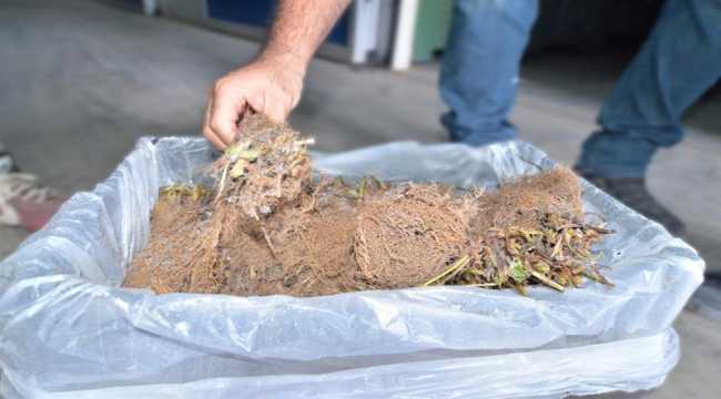 Kayseri'den Kazakistan ve KKTC'ye çilek fidesi ihracatı 