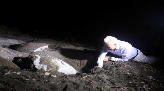 Mersin'de caretta carettalar yumurtalarını bırakmak için sahillere dönüyor