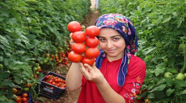 Mersin'de Kovid-19 sürecinde özel izinle ekilen domatesler hasat ediliyor