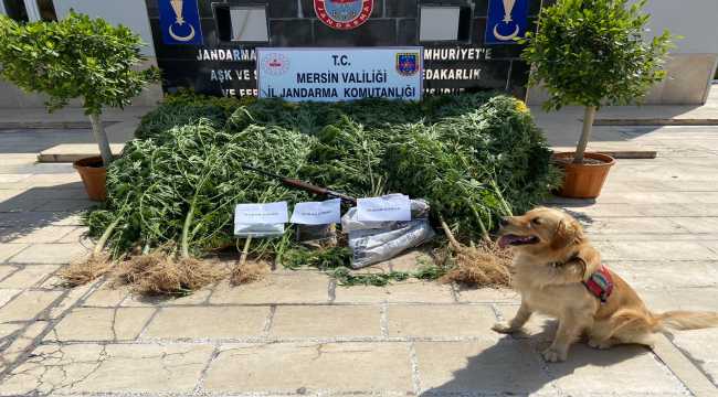 Mersin'de limon bahçesine uyuşturucu operasyonu 