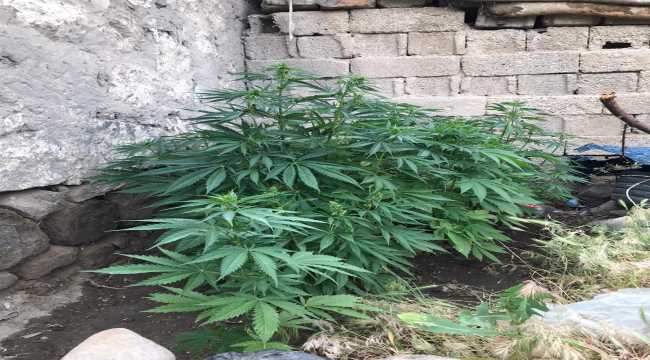 Niğde'de 21 kök Hint keneviri ele geçirildi
