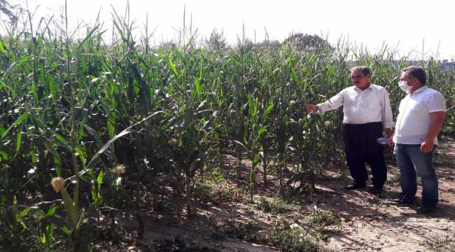 Osmaniye'de sağanak ve doludan zarar gören tarım arazilerinde hasar tespiti