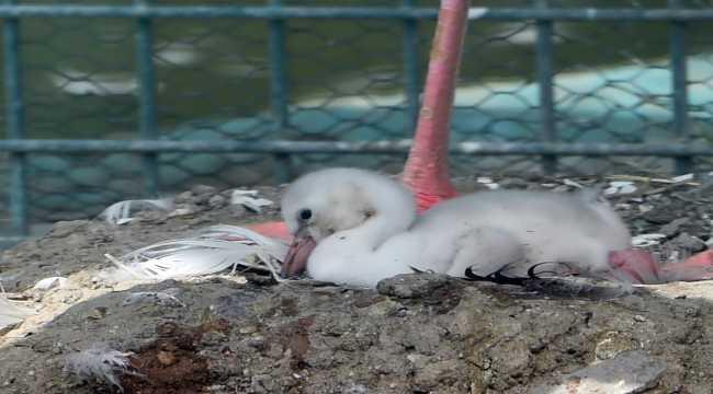 Sincan Hayvanat Bahçesine 7 yıl aradan sonra bir flamingo katıldı