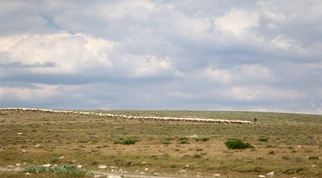 Sivas'ın markası Kangal Akkaraman koyununa talep artıyor