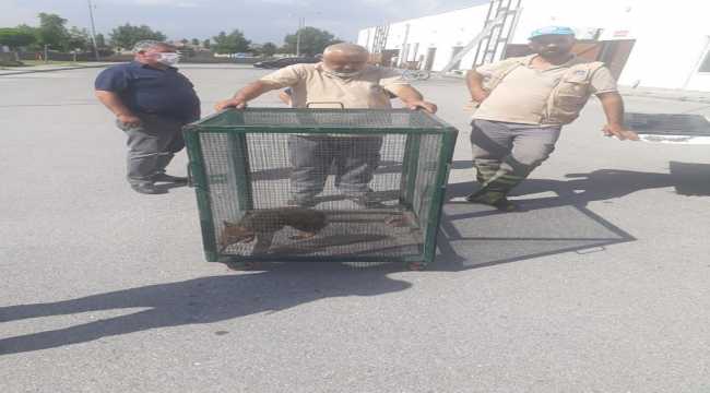 Sivas'ta doğada bulunan yavru kurt hayvanat bahçesine teslim edildi