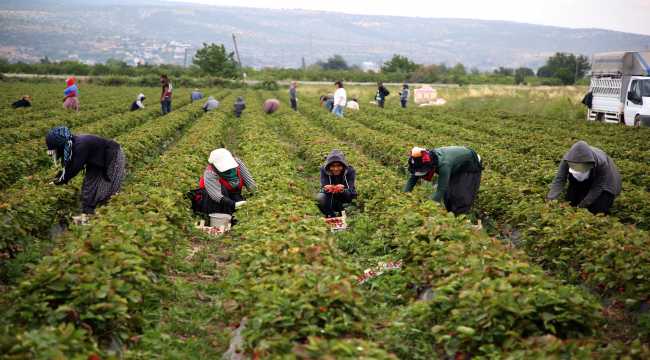 Tescilli Silifke çileğinde 100 bin ton rekolte hedefi 