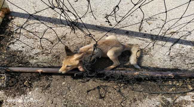 Yaralı halde bulunan tilki tedavi altına alındı 