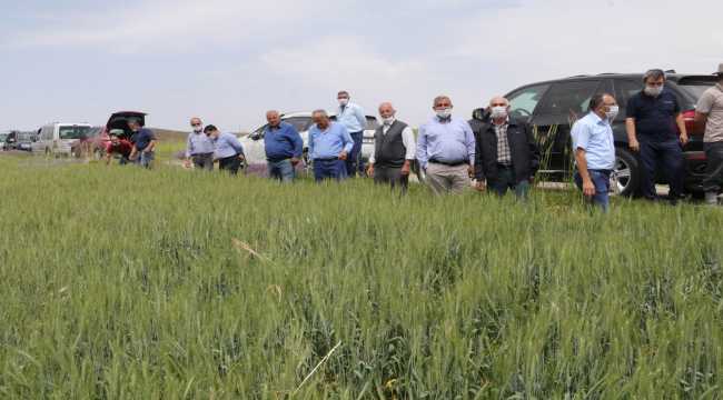 Yozgat çiftçisine yerli tohum tanıtıldı