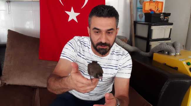 Adana'da annesiz kalan Arap bülbülü yavrusuna esnaf sahip çıktı